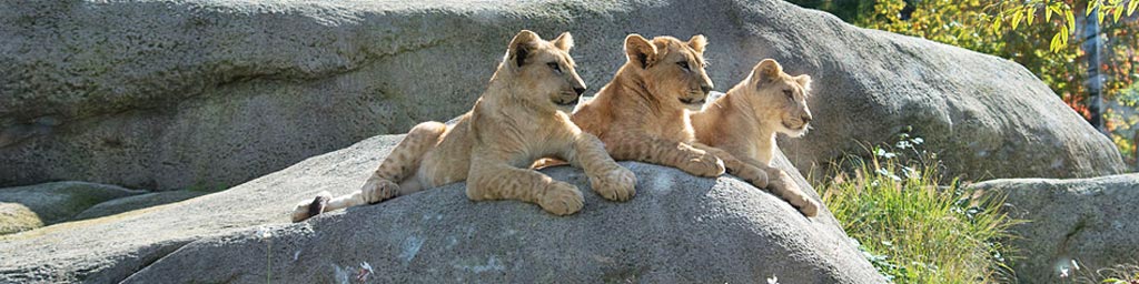 Parc zoologique de Paris, lions