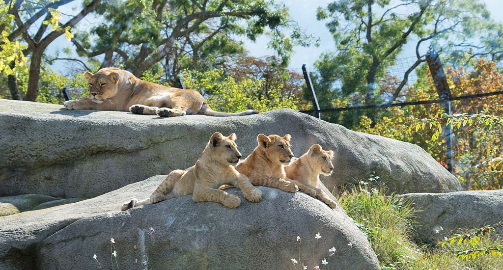 Parc zoologique de Paris, fosse aux lions, Paris 12ème